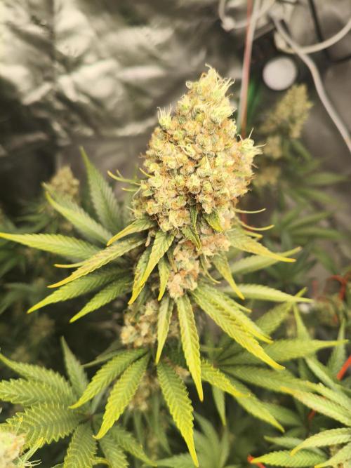 Tangerine Dream. Week 16