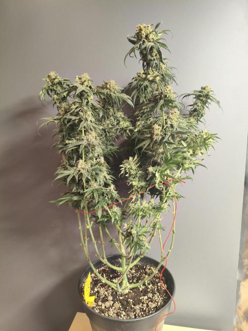 Orange Haze. Week 17