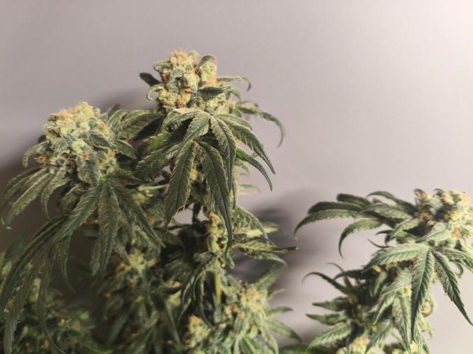 Orange Haze. Week 17