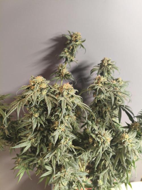 Orange Haze. Week 17
