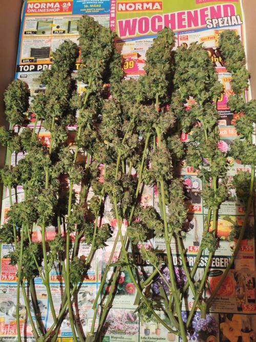 Orange Haze. Week 17