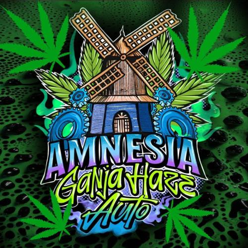 AmnesiaHaze. Week 0