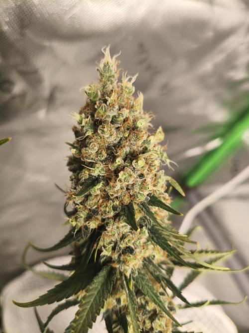Tangerine Dream. Week 17