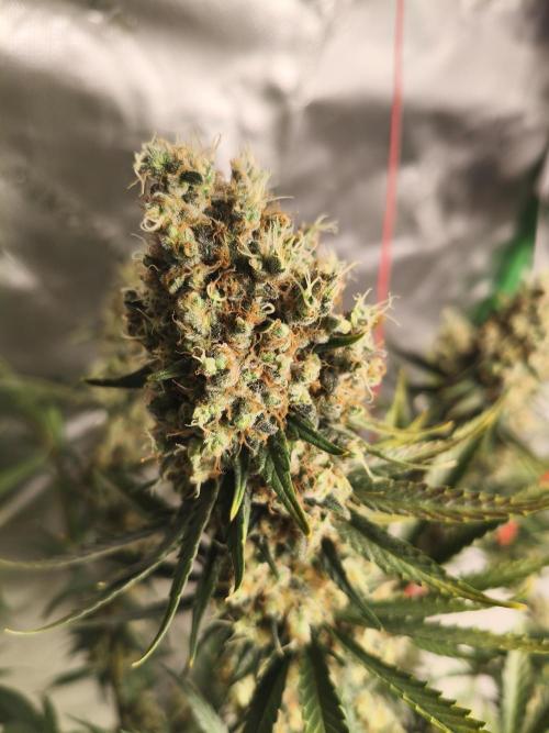 Tangerine Dream. Week 17