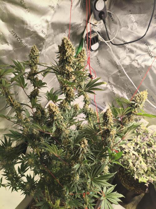 Tangerine Dream. Week 17 - 19.03.
