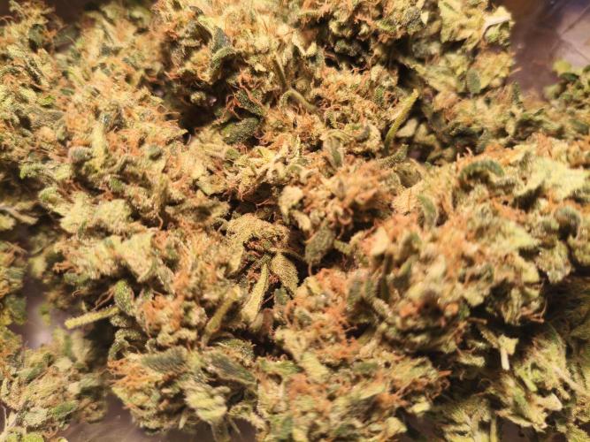 Orange Haze. Week 17
