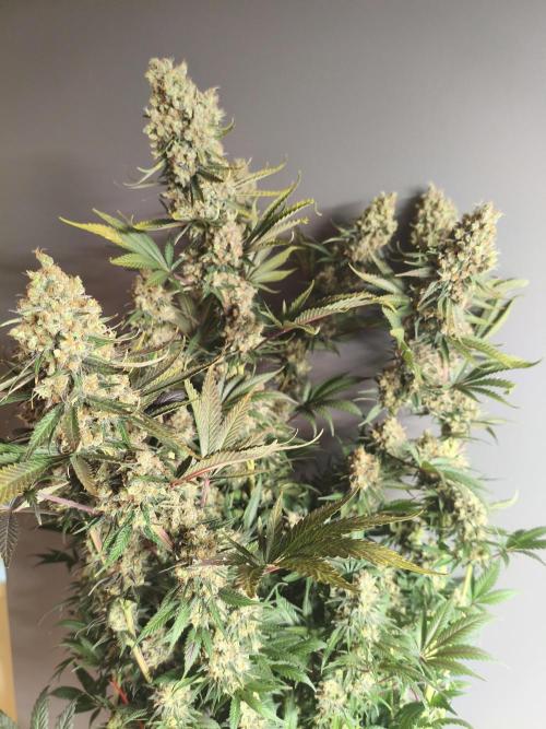 Tangerine Dream. Week 18 - last pic