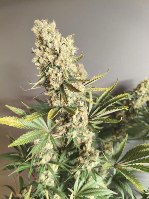 Tangerine Dream. Week 18