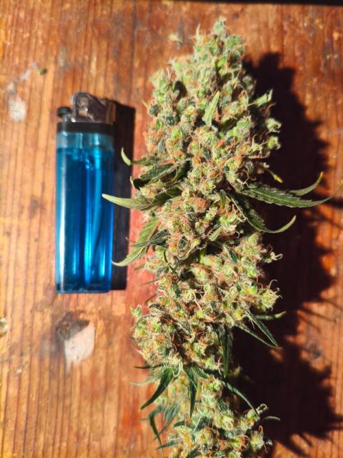 Tangerine Dream. Week 18