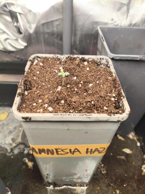 AmnesiaHaze. Week 0 - 25.03.