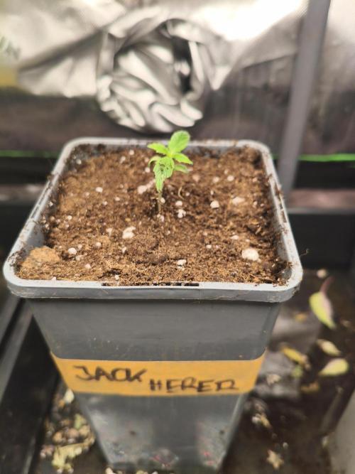 JackHerer. Week 0 - 25.03.