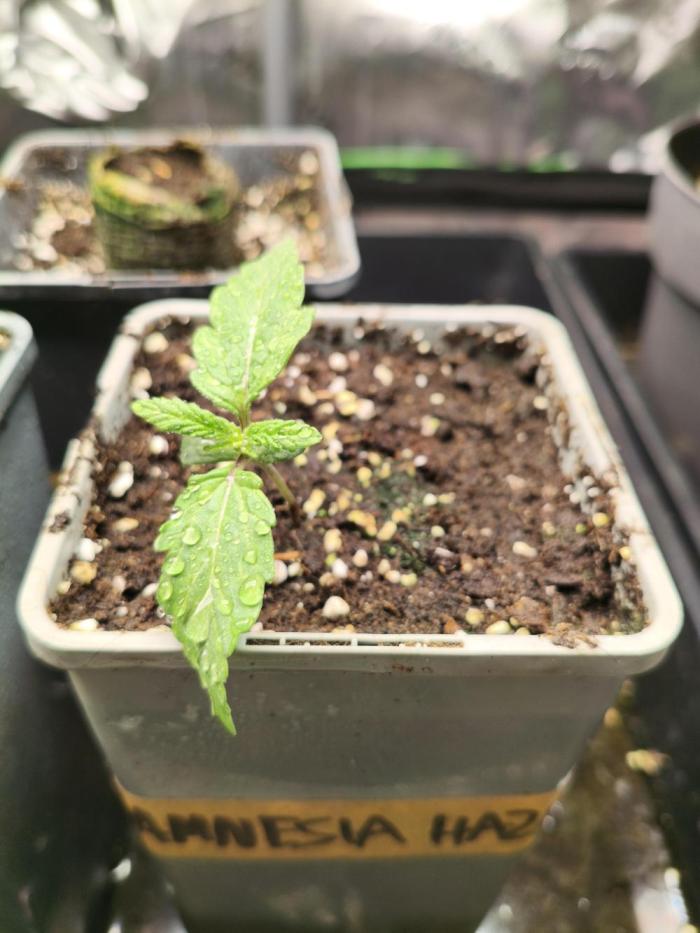 AmnesiaHaze. Week 1 - 02.04.