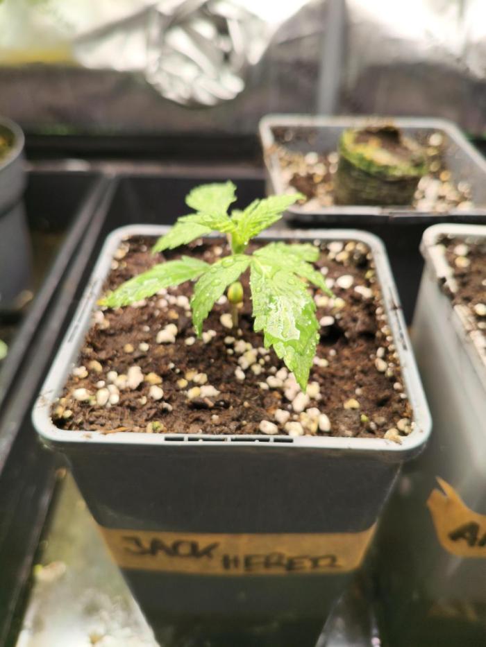 JackHerer. Week 1 - 02.04.
