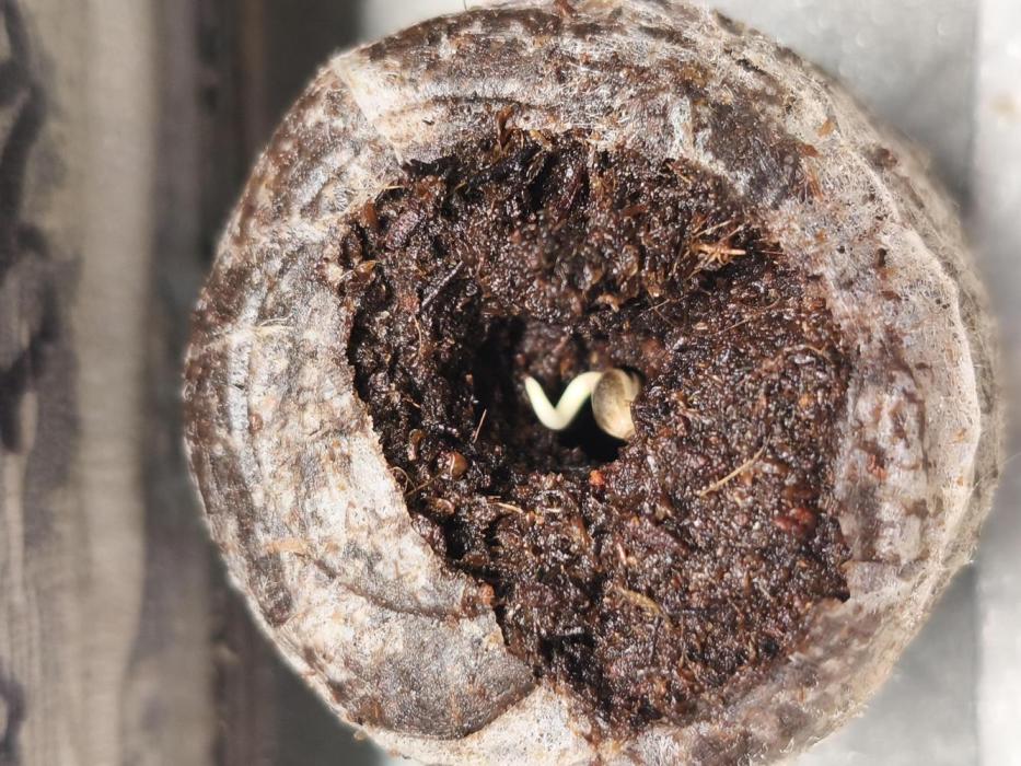 AlienzAuto. Week 1 - late alien 02.04.