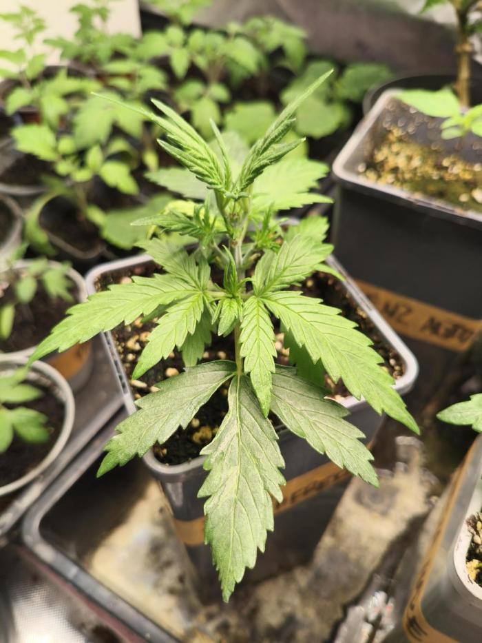 JackHerer. Week 2
