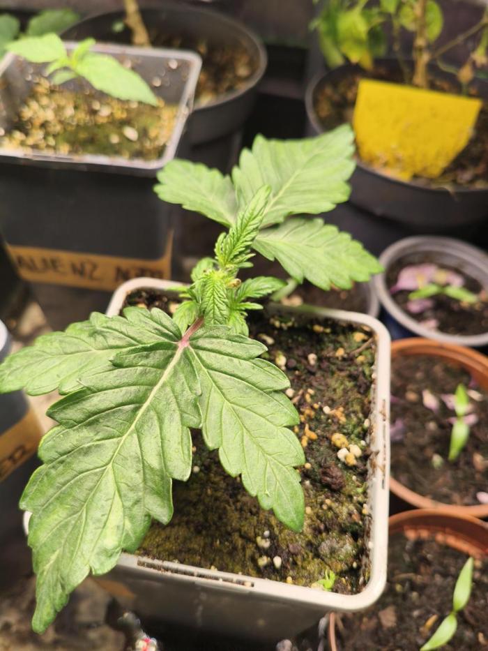 AmnesiaHaze. Week 2