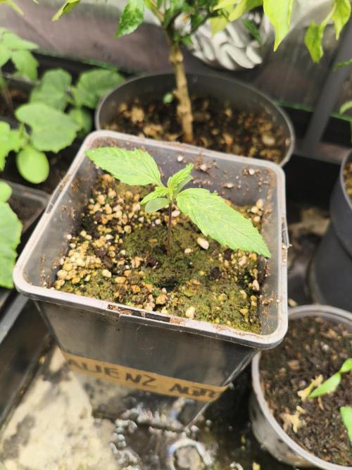 AlienzAuto. Week 2