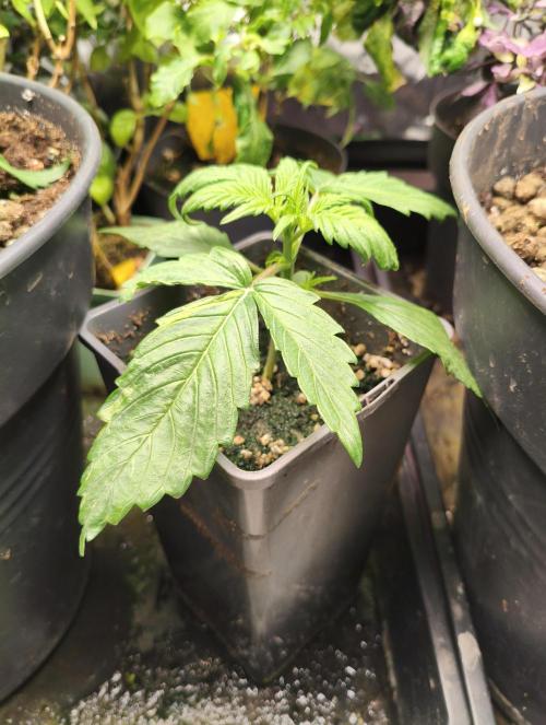 AlienzAuto. Week 2 - 18.04.