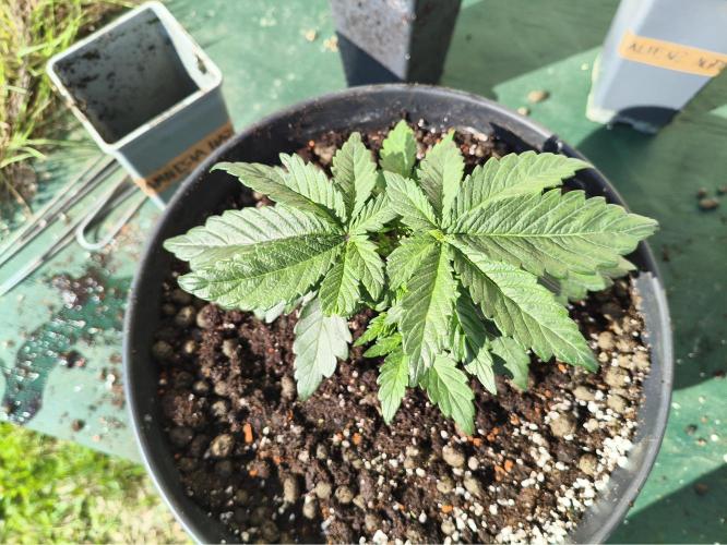 AmnesiaHaze. Week 3