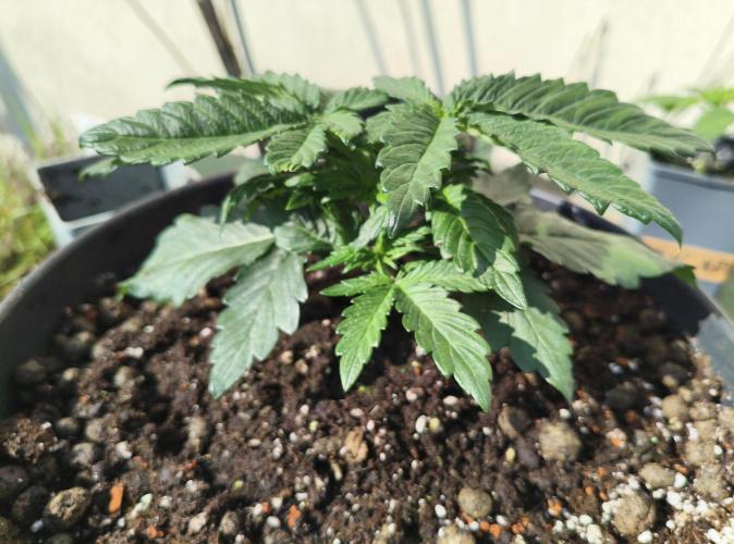 AmnesiaHaze. Week 3