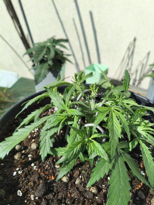 JackHerer. Week 3