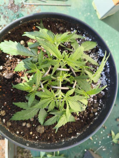 JackHerer. Week 3