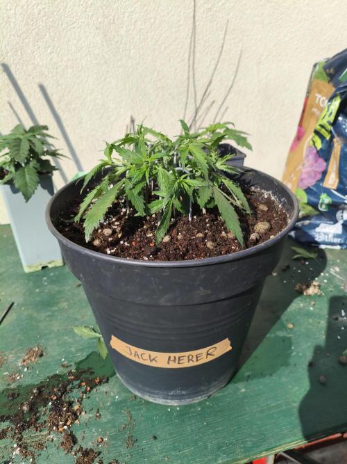 JackHerer. Week 3 - 18.04.