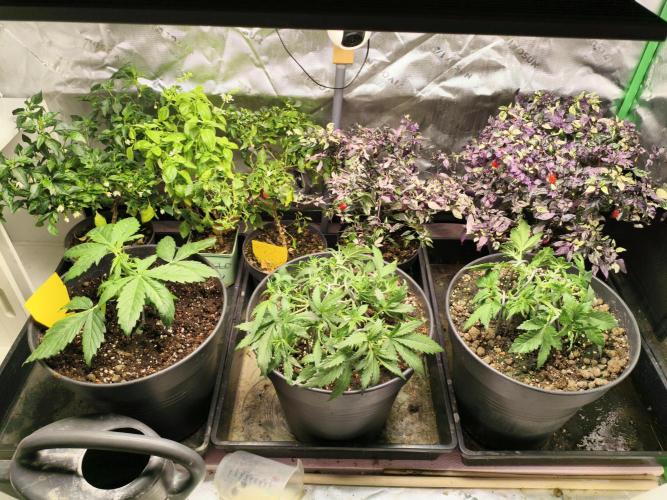 AlienzAuto. Week 3 - left one