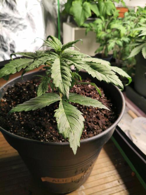 AlienzAuto. Week 3 - after 