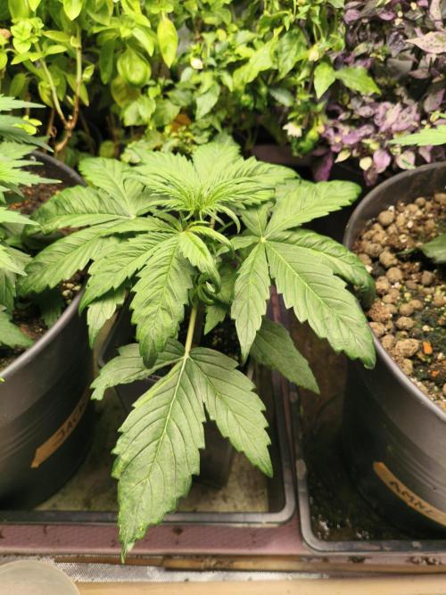 AlienzAuto. Week 3 - before