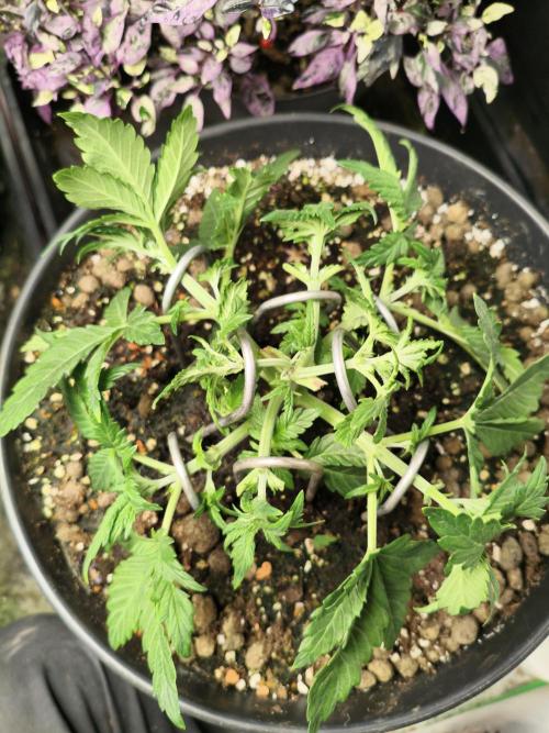 AmnesiaHaze. Week 4 - after