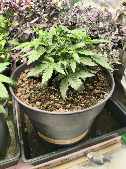 AmnesiaHaze. Week 4 - before