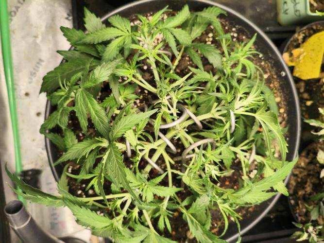 JackHerer. Week 4 - after