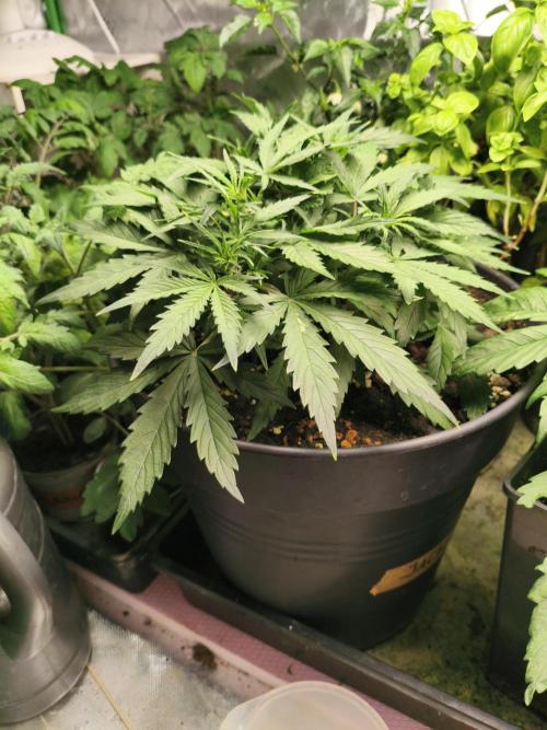 JackHerer. Week 4 - before