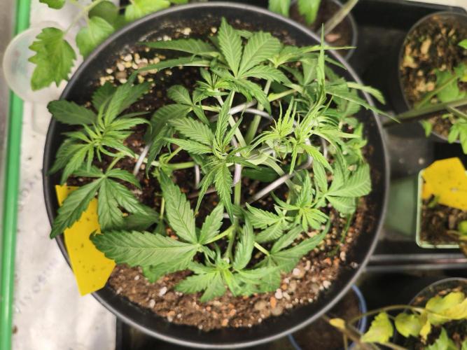 AlienzAuto. Week 4 - after training