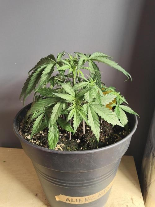 AlienzAuto. Week 4 - 30.04.