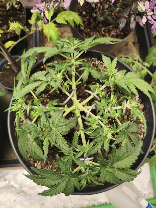 Amnesia Haze Automatic. Week 5