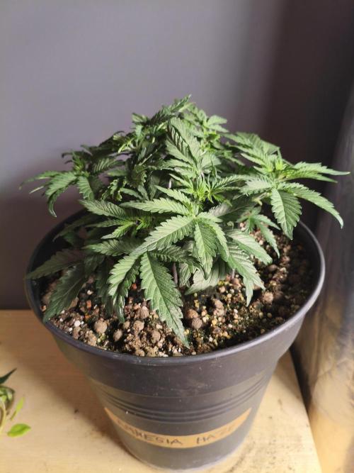 AmnesiaHaze. Week 5 - 30.04.