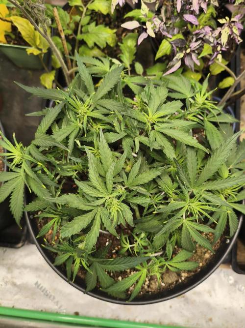 Jack Herer Auto. Week 5