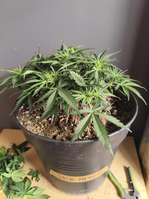 JackHerer. Week 5 - 30.04.