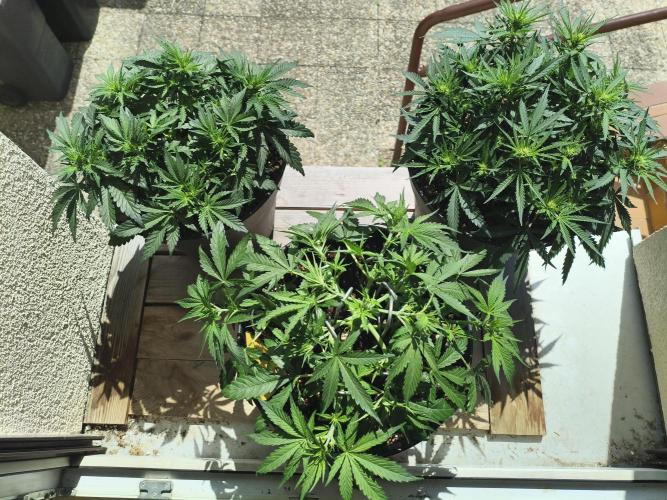 AlienzAuto. Week 4 - first time real sunlight.