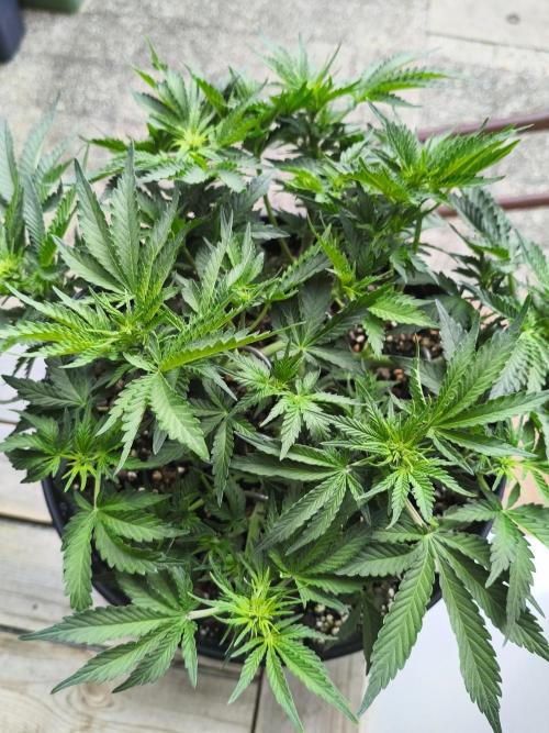 AmnesiaHaze. Week 6