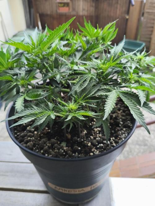 AmnesiaHaze. Week 6 - 09.05.