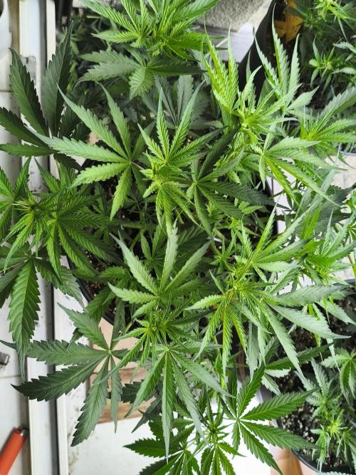 AlienzAuto. Week 5