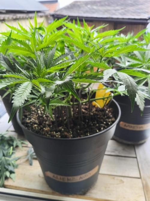 AlienzAuto. Week 5 - 09.05.