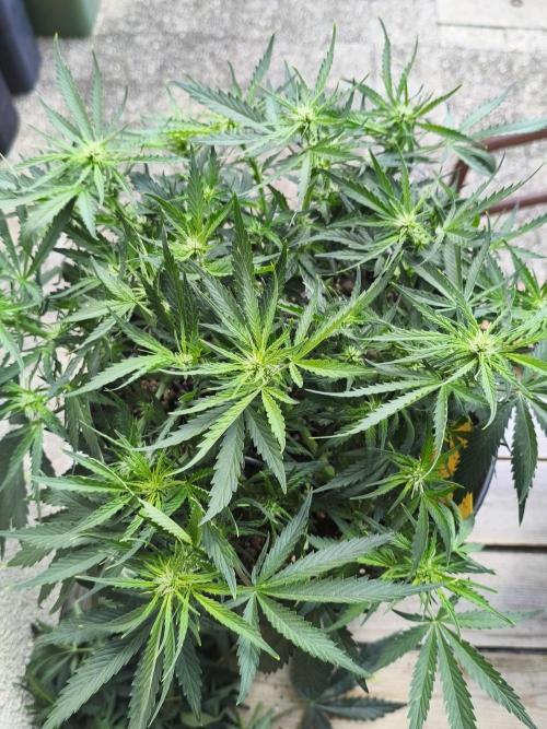 JackHerer. Week 6
