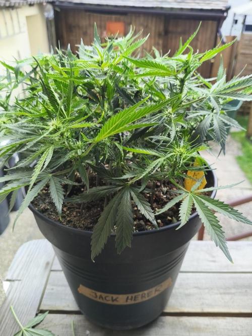 JackHerer. Week 6 - 09.05.