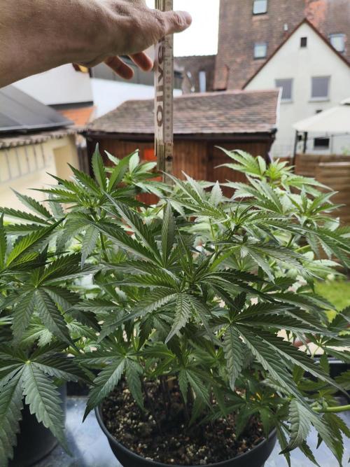 AlienzAuto. Week 6