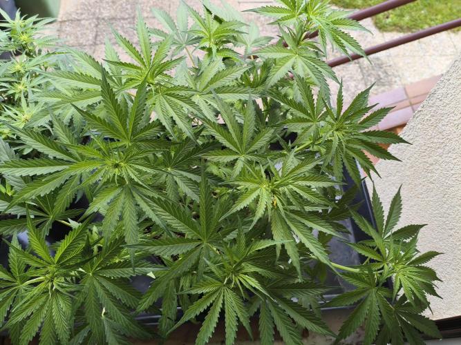 AlienzAuto. Week 6