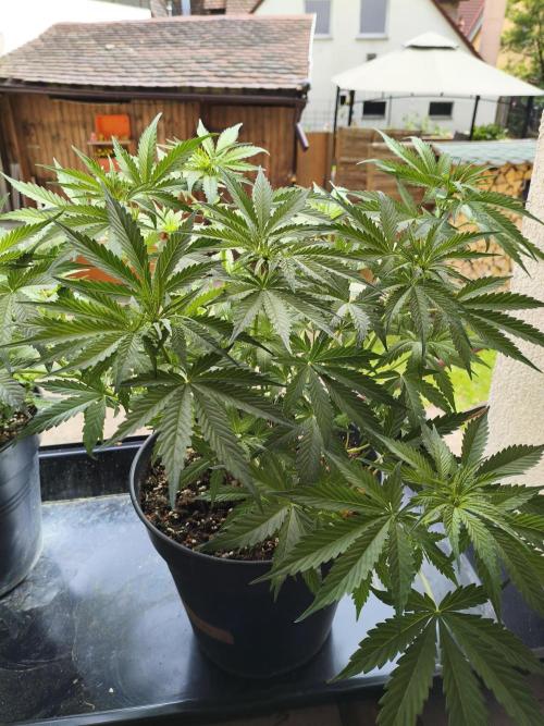 AlienzAuto. Week 6 - 14.05.